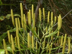 A plant with tall and pointy pale green fronds