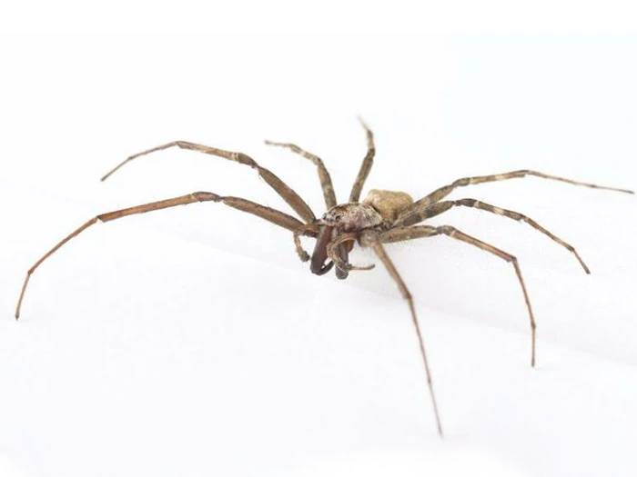 male-sheetweb-spider-te-papa-700x525.jpg