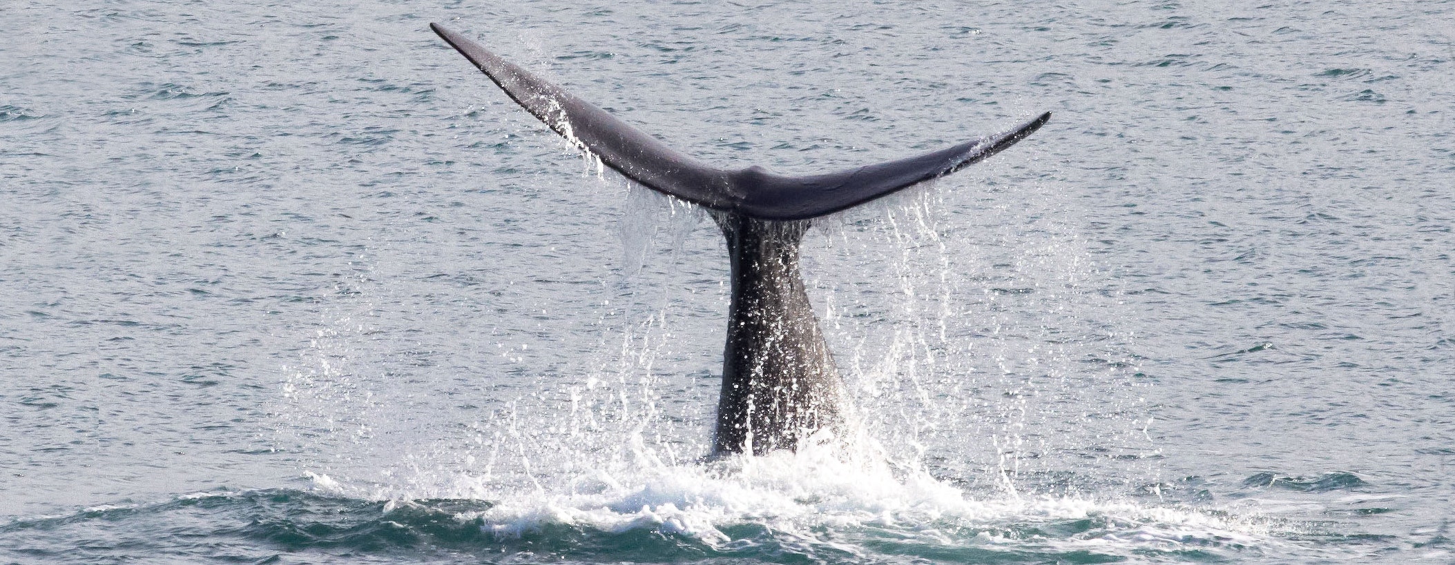 The tail of a whale as it dives into the ocean