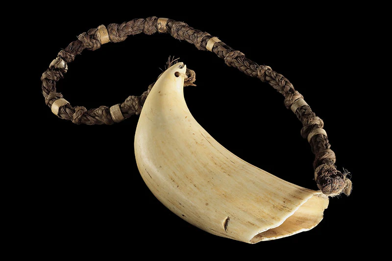 Whale’s tooth on a braided necklace