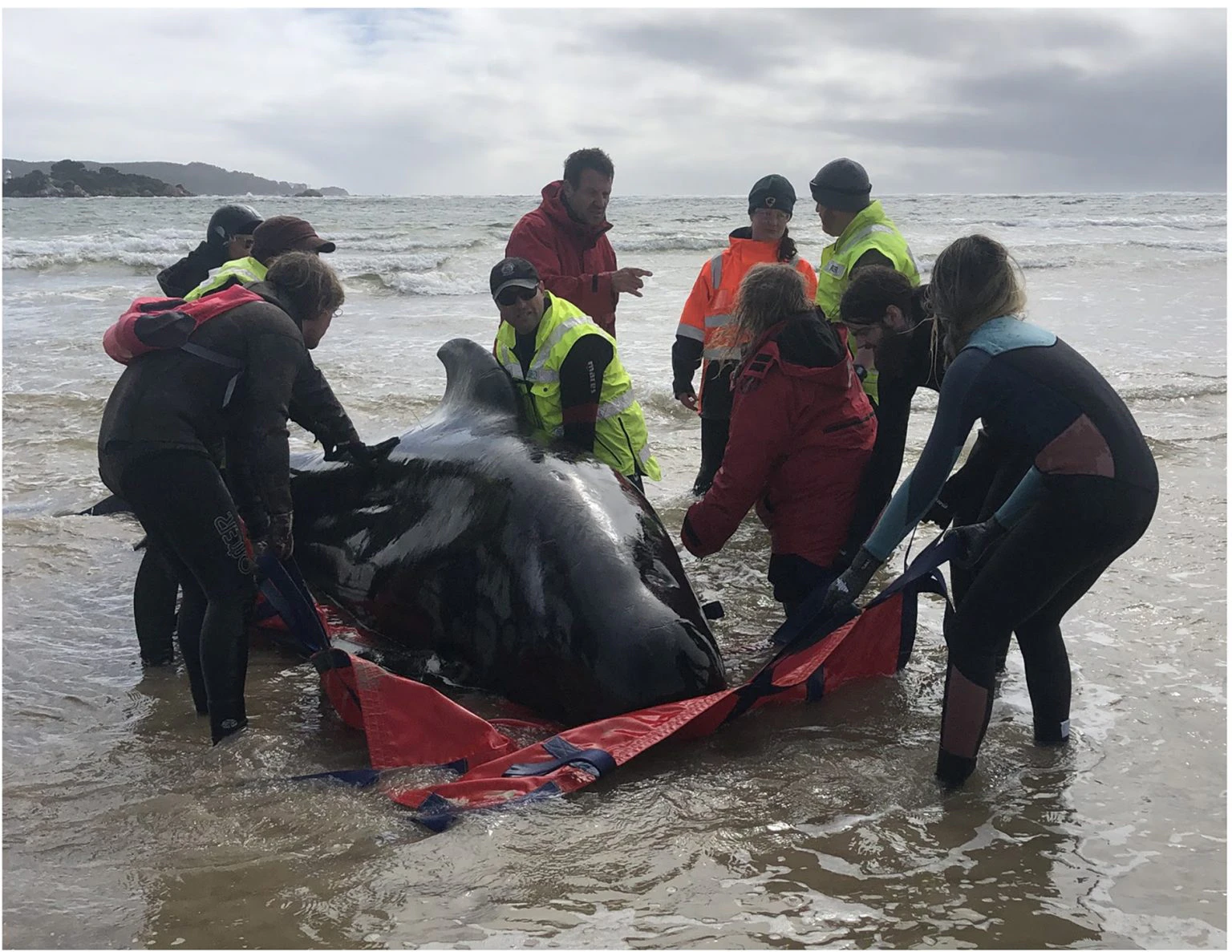 People surrounding a stranded pilot whale on a red tarpaulin