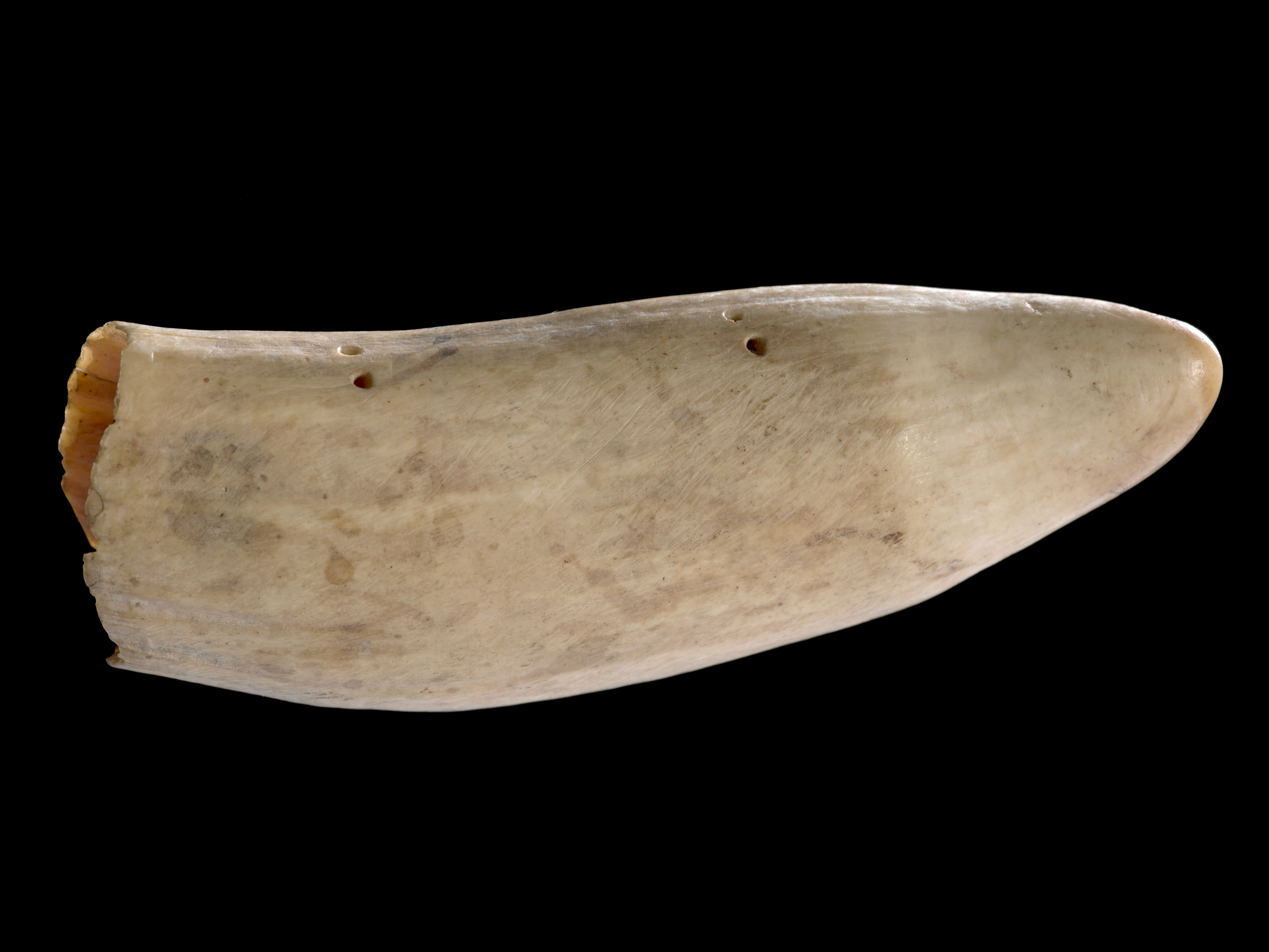 A hollow whale tooth with small holes drilled into it on a black background.