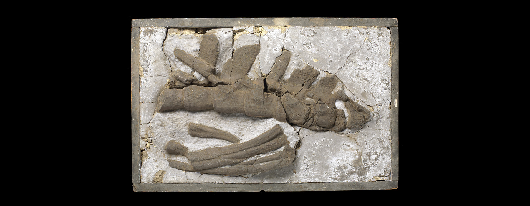 A set of bones in a flat plaster cast on a black background