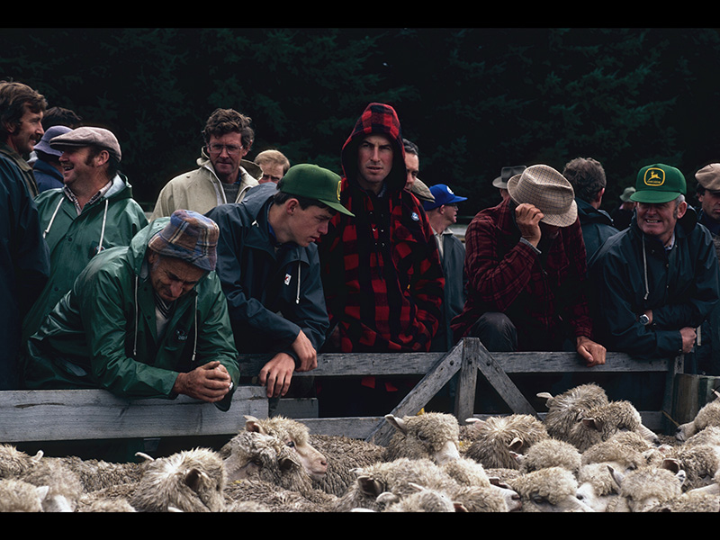 Men standing in wet weather gear with a pen of sheep in front of them