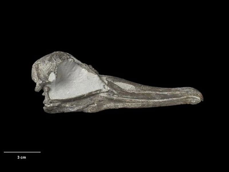 fossil-albatross-skull-nmnz-s.jpg