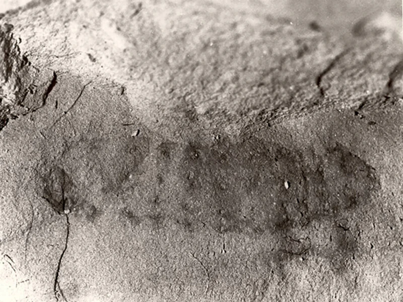An imprint of a bug shape on a grey rock