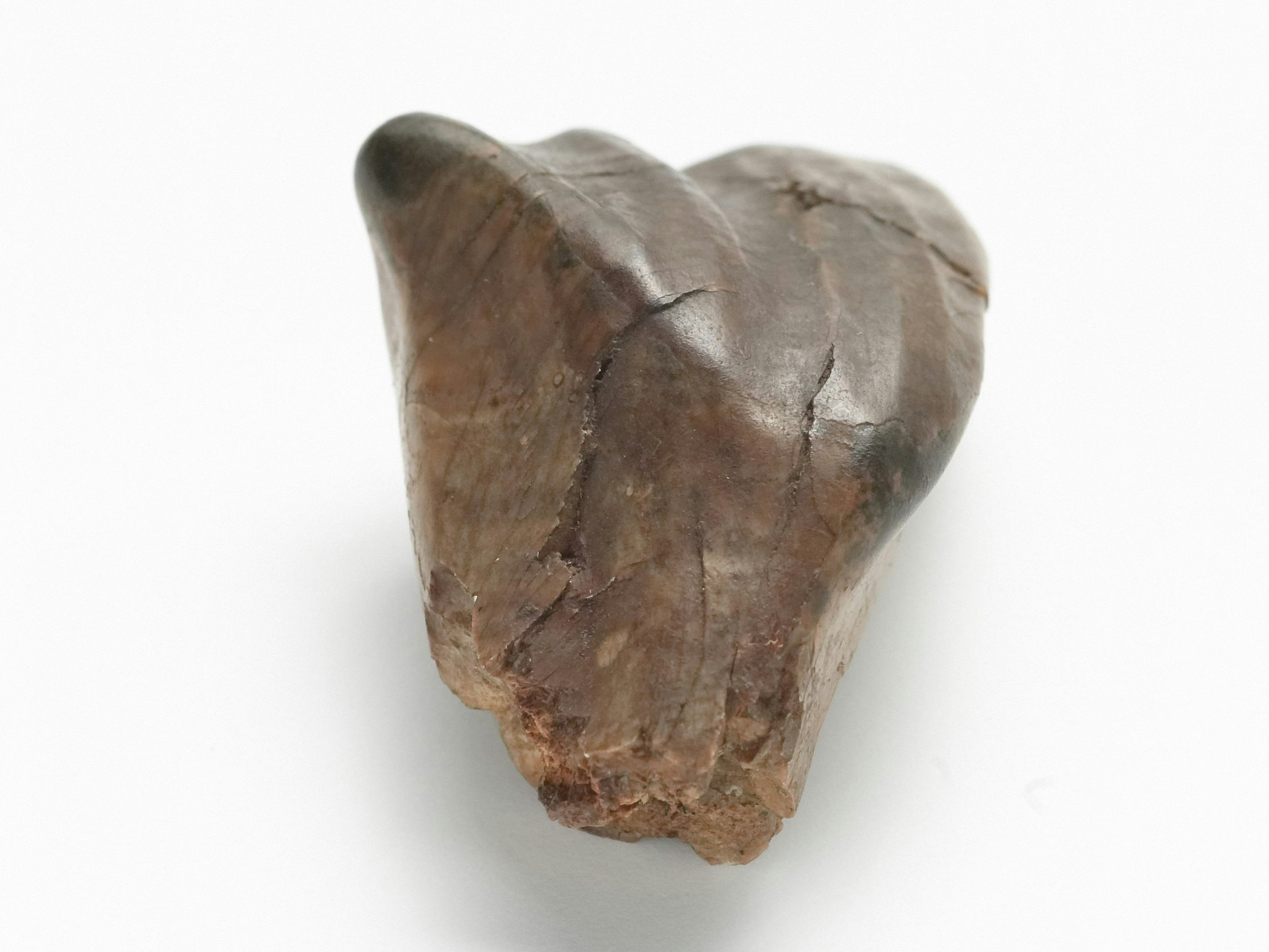 Fossil Iguanodon Tooth, circa 132-137 million years ago, Cuckfield, maker unknown. Gift of the Mantell Family, 1930. CC BY-NC-ND 4.0. Te Papa (GH004839) a fossilised tooth on a white background