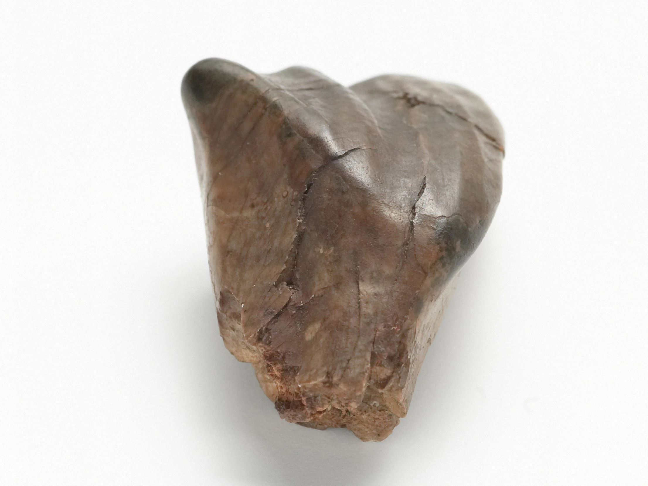 a fossilised tooth on a white background