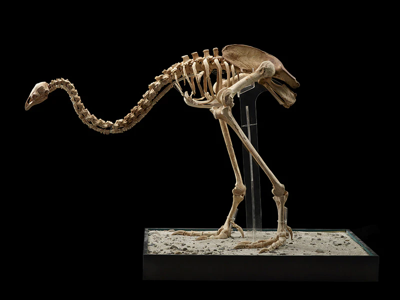 a skeleton of a moa propped up on a plinth with a black background