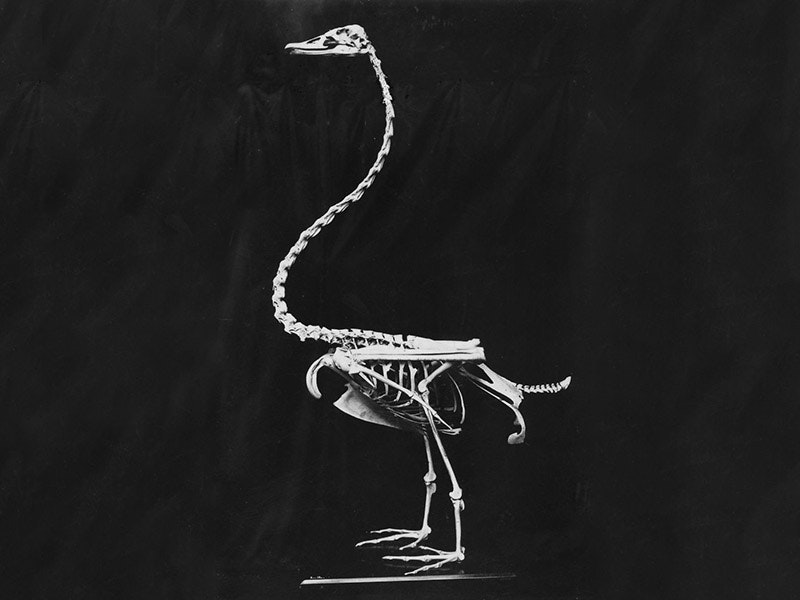 Mounted skeleton of extinct New Zealand swan. Photo by Charles Lindsay. Te Papa A bird skeleton on a black background