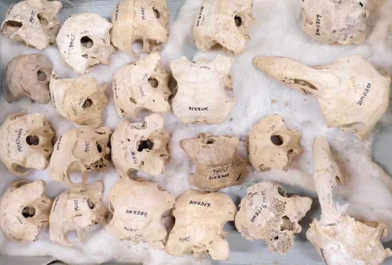 extinct_adzebill_skulls._photo_by_rachael_hockridge.jpg