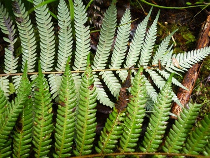 Silver fern (Cyathea dealbata. Photo by Leon Perrie. Te Papa Two fern fronds one showing its underside which is more silver than green