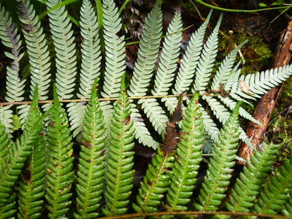 Two fern fronds one showing its underside which is more silver than green