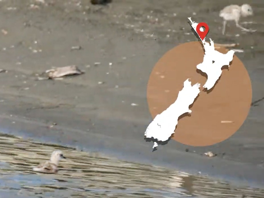 Two small birds on the beach with a map of New Zealand in the top-right corner