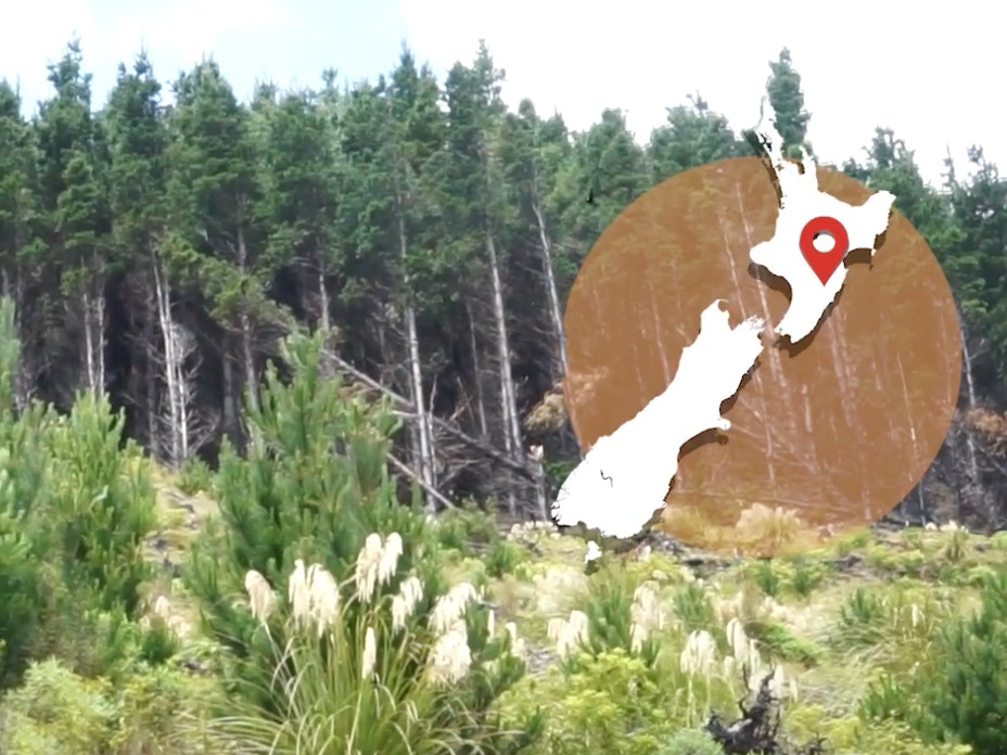 A bank of trees with a map of New Zealand overlaid on the top right corner