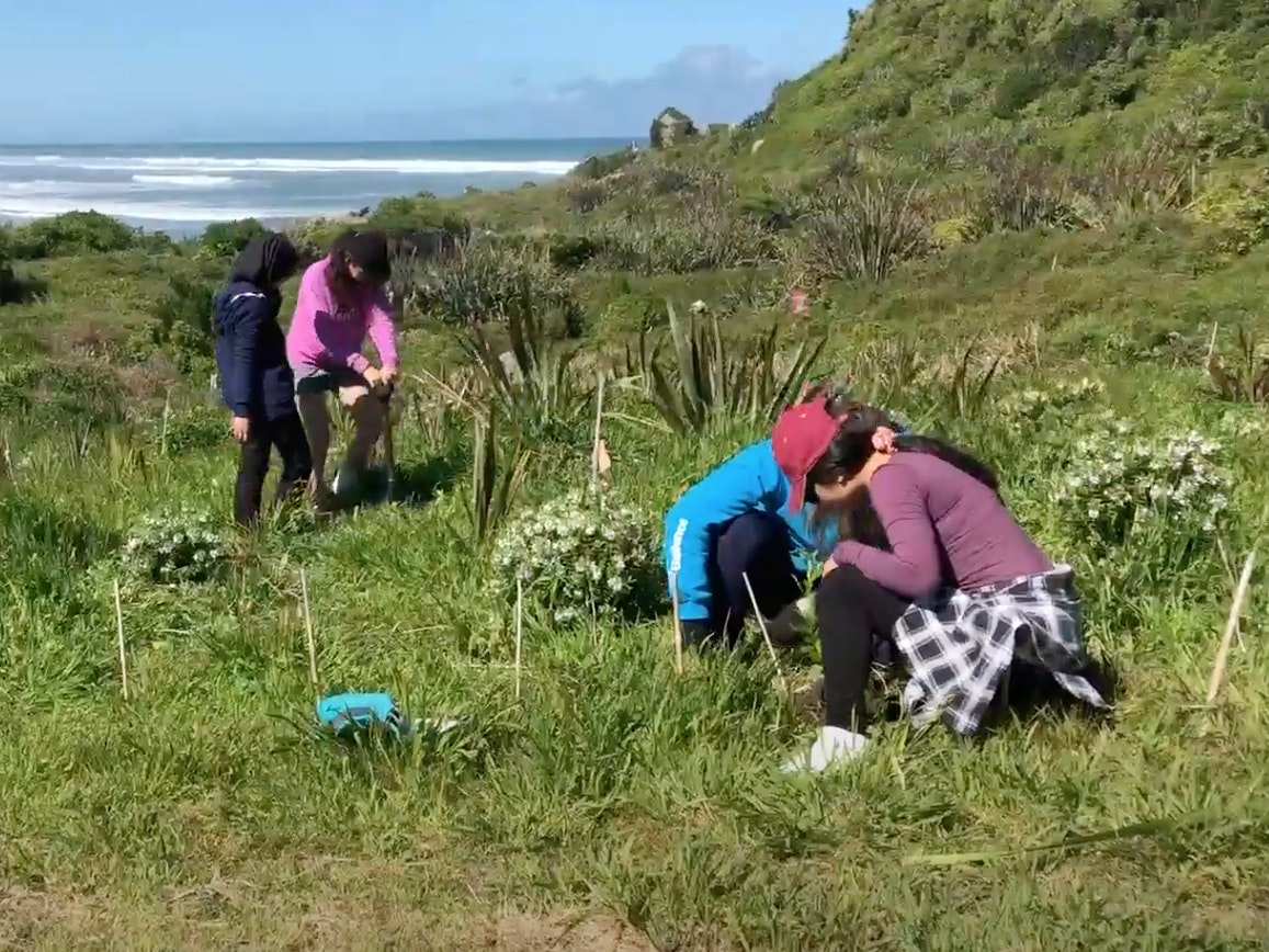 Four people planting and weeding plants on the side of a sand dune