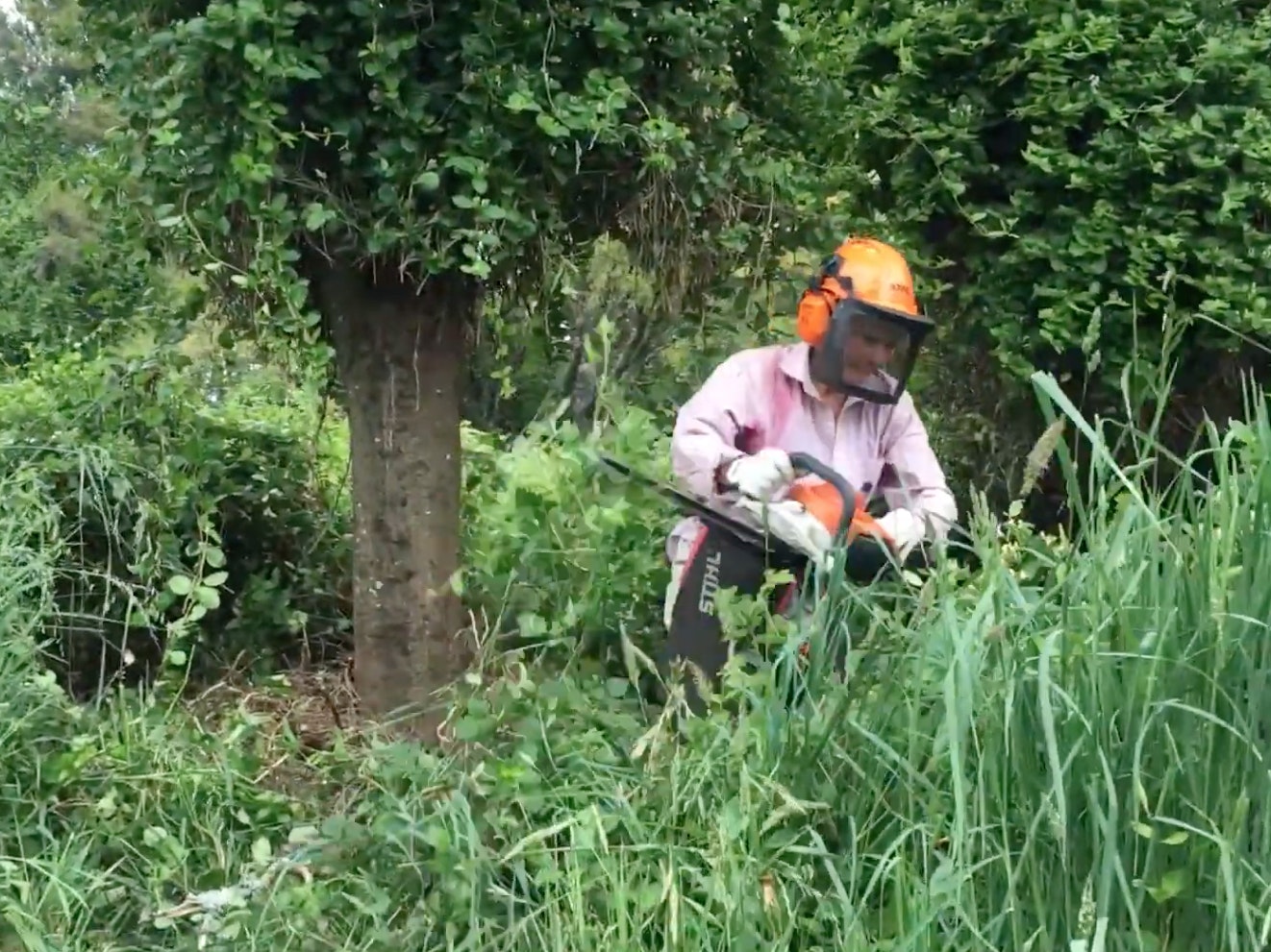 A woman in safety gear chainsawing weeds around the base of a tree