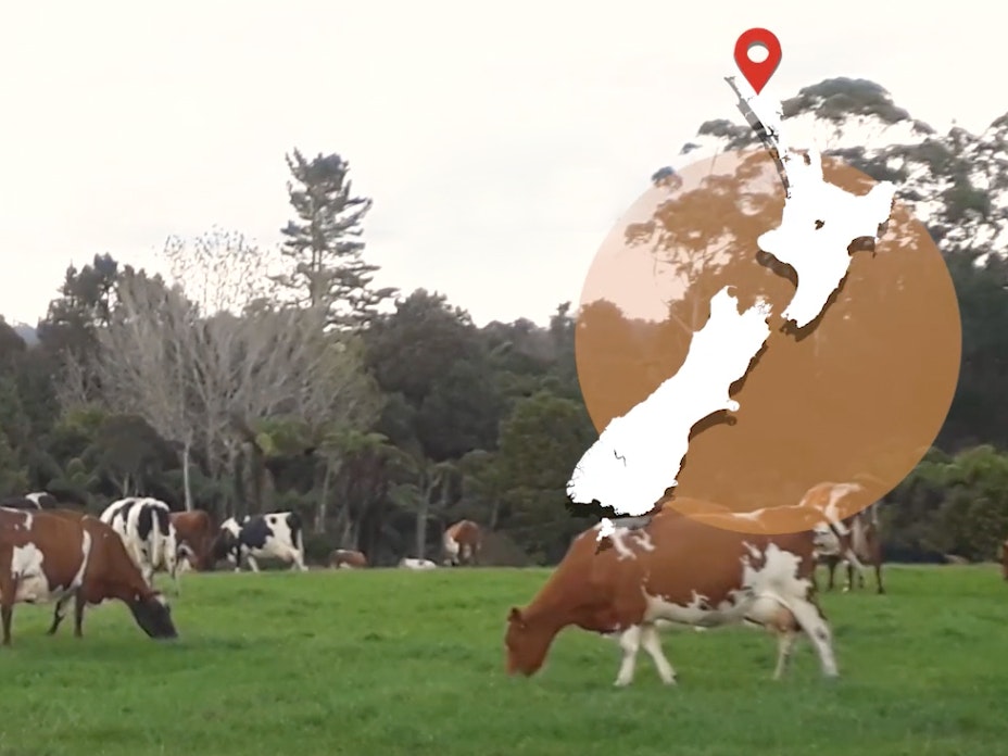 A view of cows eating grass on a farm. There's a map of New Zealand overlaid on the image on the top right-hand side.
