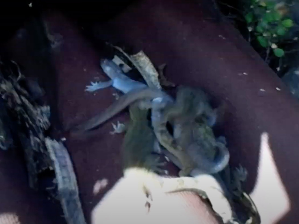 Video still from Protecting native lizards – Kāpiti coast. Te Papa Several small lizards in a pile