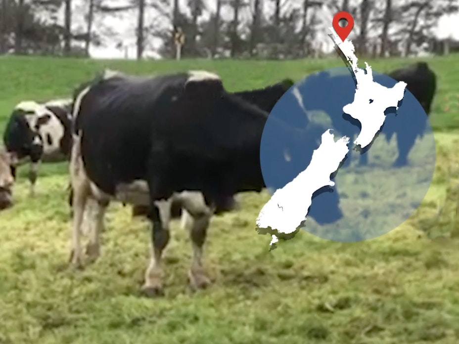 restoring_farm_waterways_-_mangakahia.jpg Cows on a farm. There's a map of New Zealand overlaid on the image on the top right-hand side.