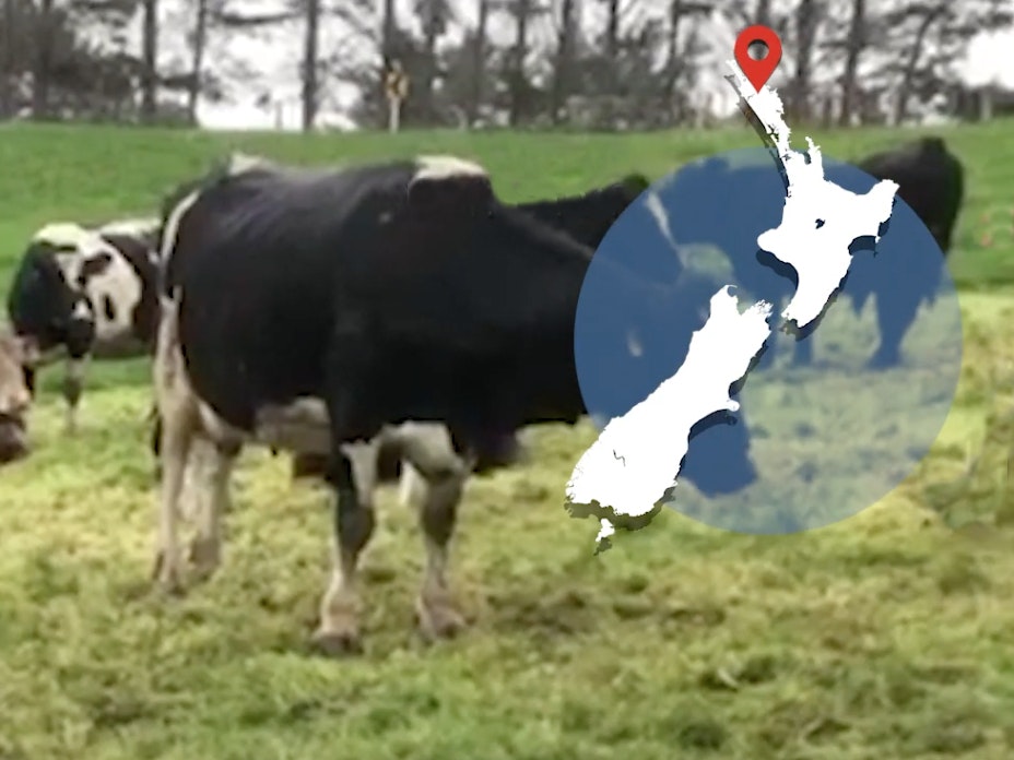 Cows on a farm. There's a map of New Zealand overlaid on the image on the top right-hand side.