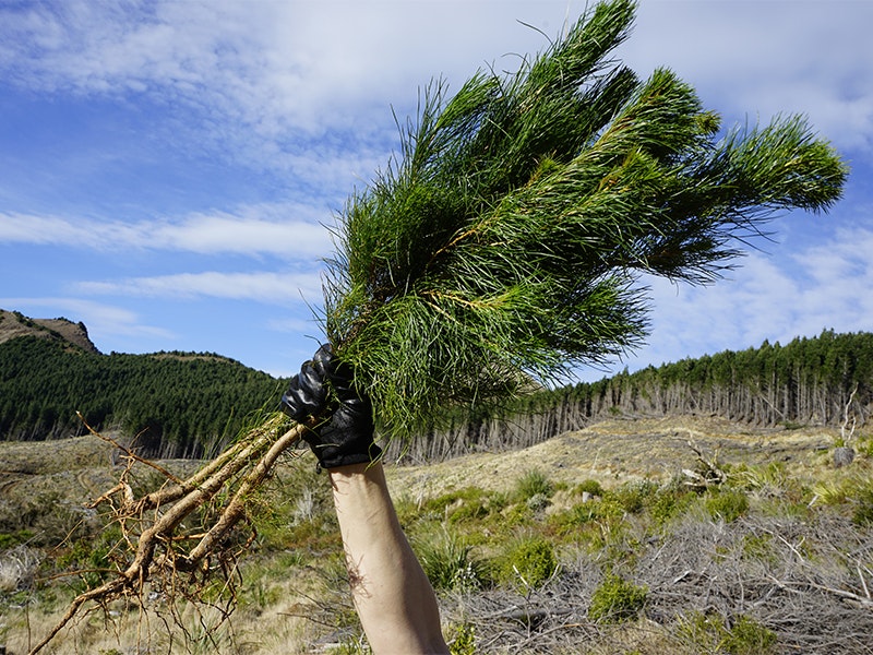 A black-gloved hand is holding a small pine tree with its roots showing in the air