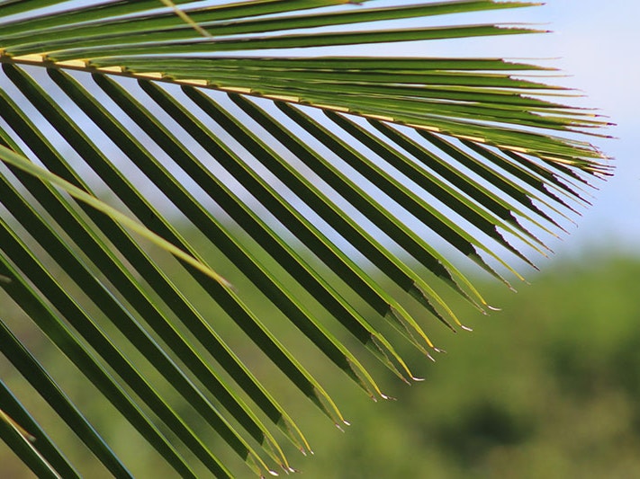 Photo by Wilson Stratton on Unsplash Close up on tree leaves