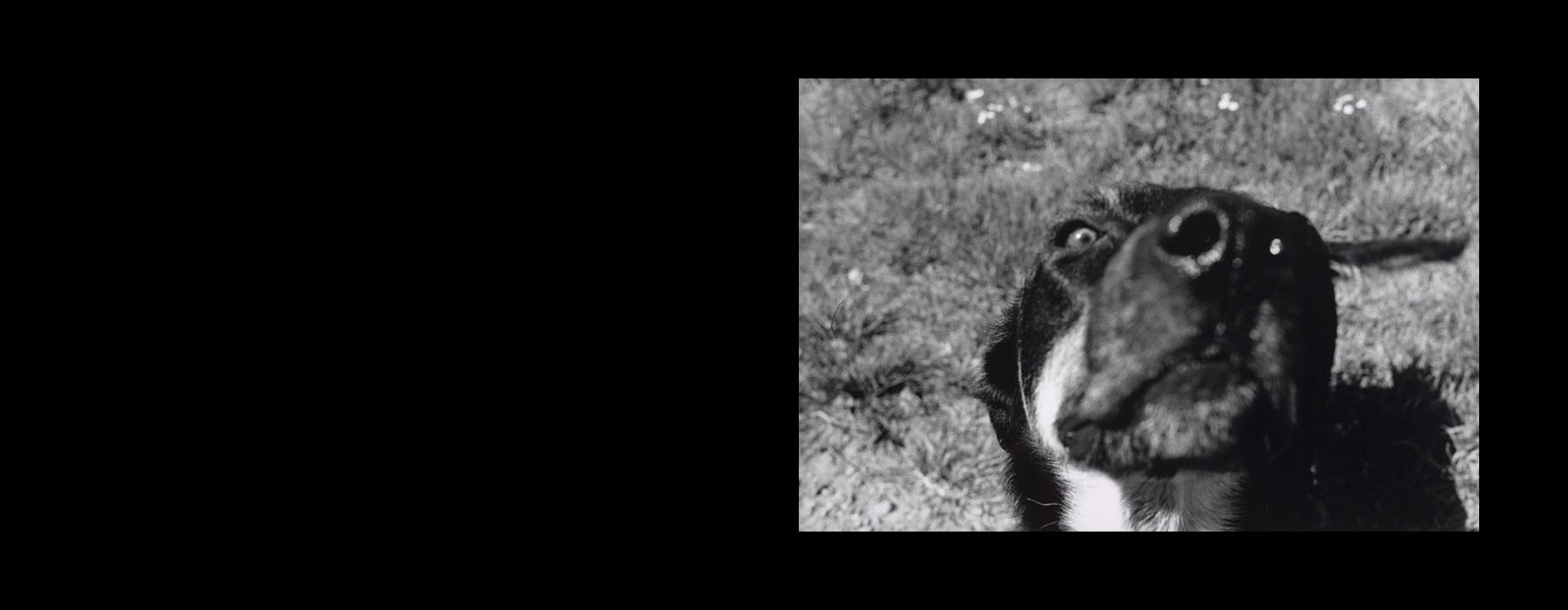 Black and white photo of a dog extremely close to the camera lens, with its nose front and centre