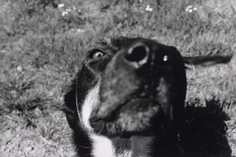Black and white photo of a dog extremely close to the camera lens, with its nose front and centre