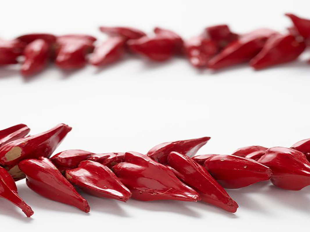 ‘ulafala (pandanus key necklace), plant material. Te Papa (FE013200) Red seed pods gathered on a string on a white background