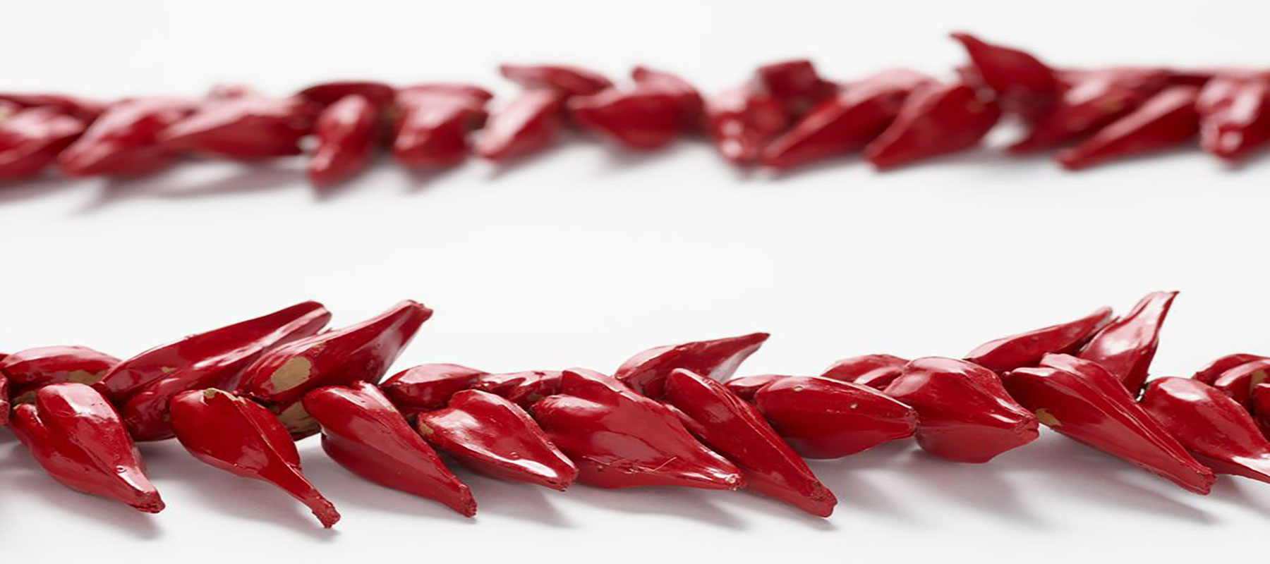 Red seed pods gathered on a string on a white background