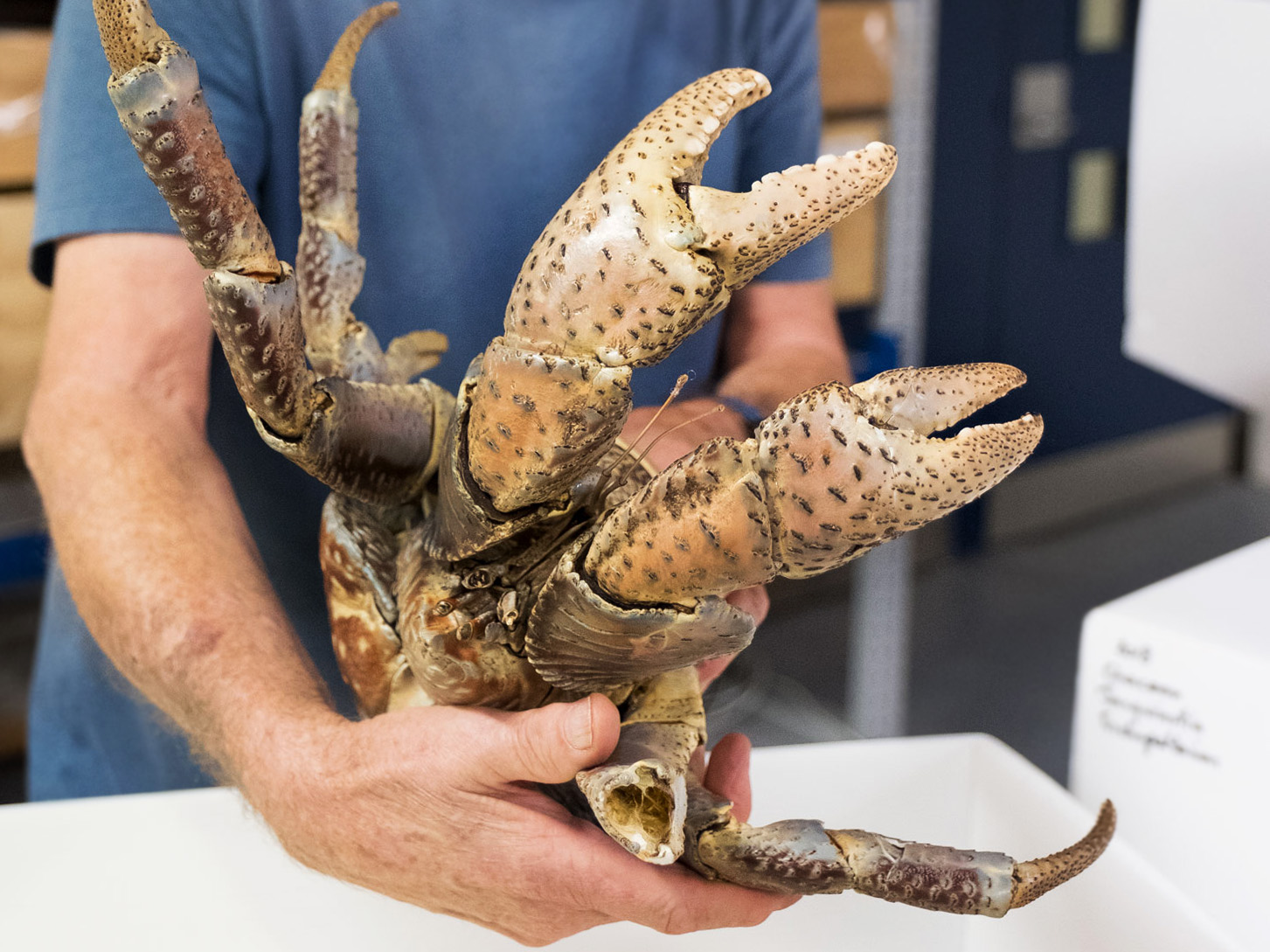 A large crab being held by someone in a blue t-shirt