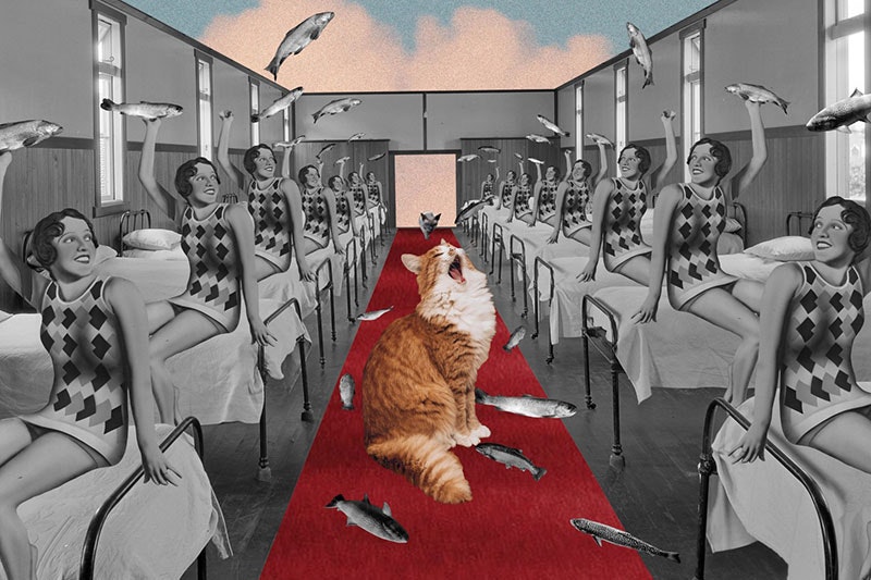 Photographic collage featuring a roofless room of beds, women sitting on them holding fish aloft, a cat in the middle on red carpet yawning. The sky above is blue with pinky clouds