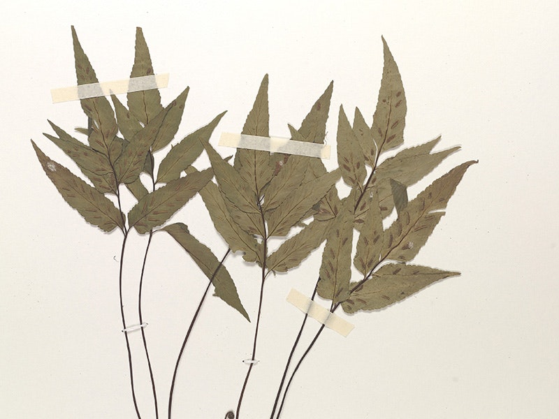 Asplenium alleniae from Mount Kinabalu. Photo courtesy of Cheng-Wei Chen, Herbarium of Taiwan Forestry Research Institute A brown plant taped to a cream-coloured card