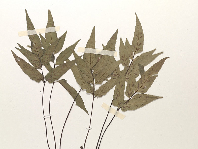A brown plant taped to a cream-coloured card