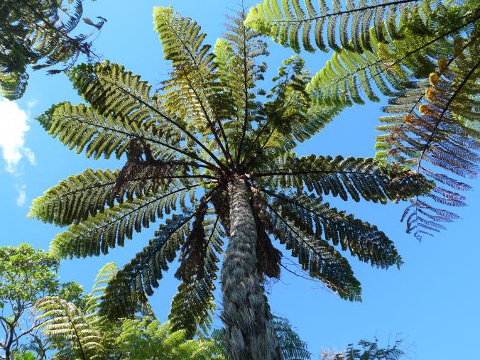 Mamaku, Cyathea medullaris. Photo by Leon Perrie A view of a mamaku fern from below.