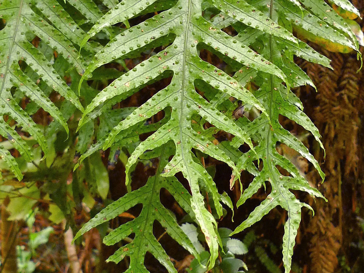 A fern frond with bush in the background