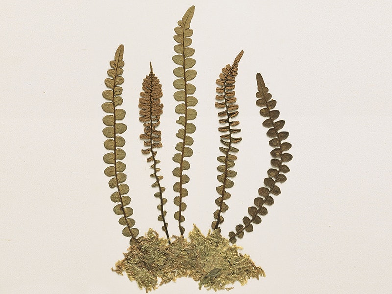 A pressed plant on a cream-coloured sheet of card