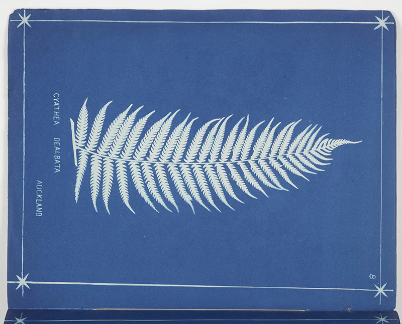 A white fern shape on a blue background