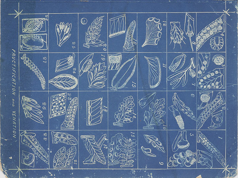 A blue page with white illustrations on it separated into sections. Each illustration is a plant.