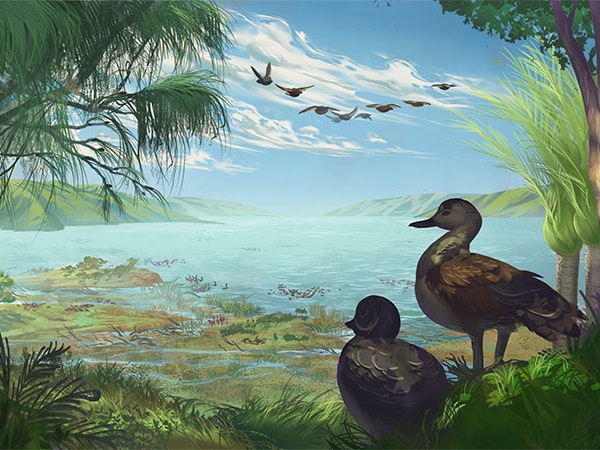 St Bathans miotadorna, 2022. Illustration by and courtesy of Simone Giovanardi Illustration depicting two ducks on a shoreline, with a group of ducks flying above