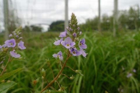 A purple flowering plant low on the grassy ground