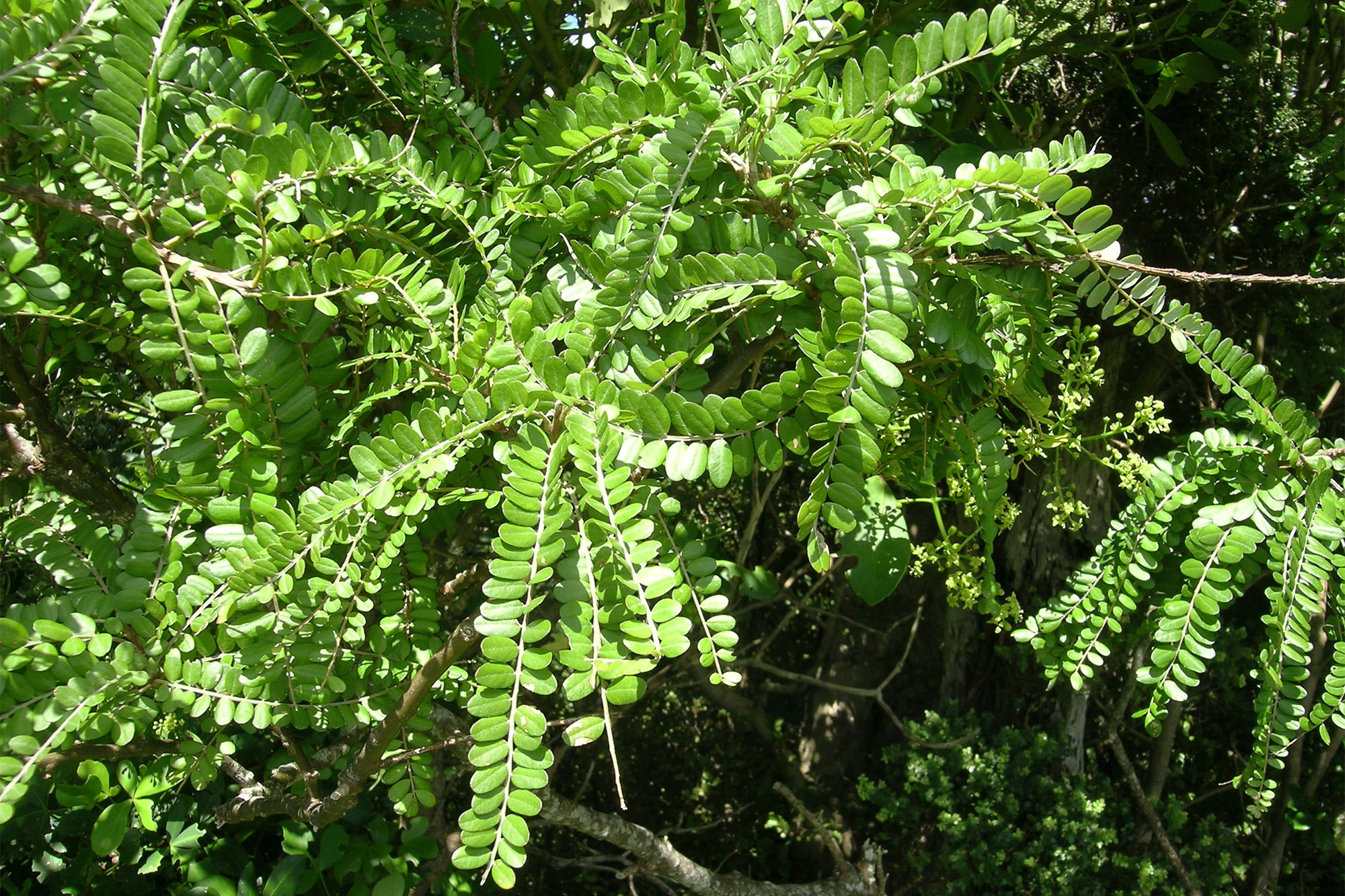 A photo of a green Kōwhai bush in the sun