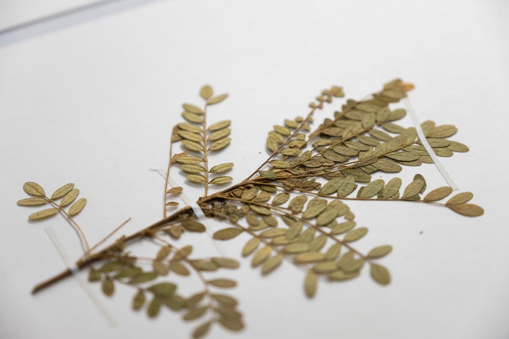 A close up photo of a pressed plant specimen