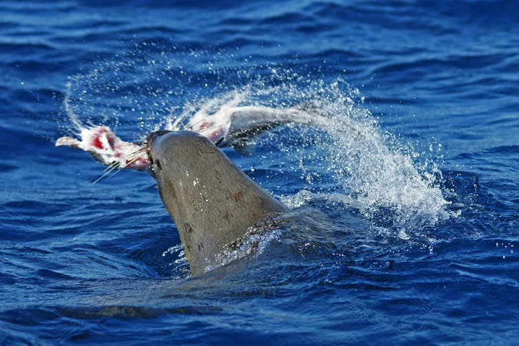 A seal thrashing in the ocean with a ghostshark in its mouth