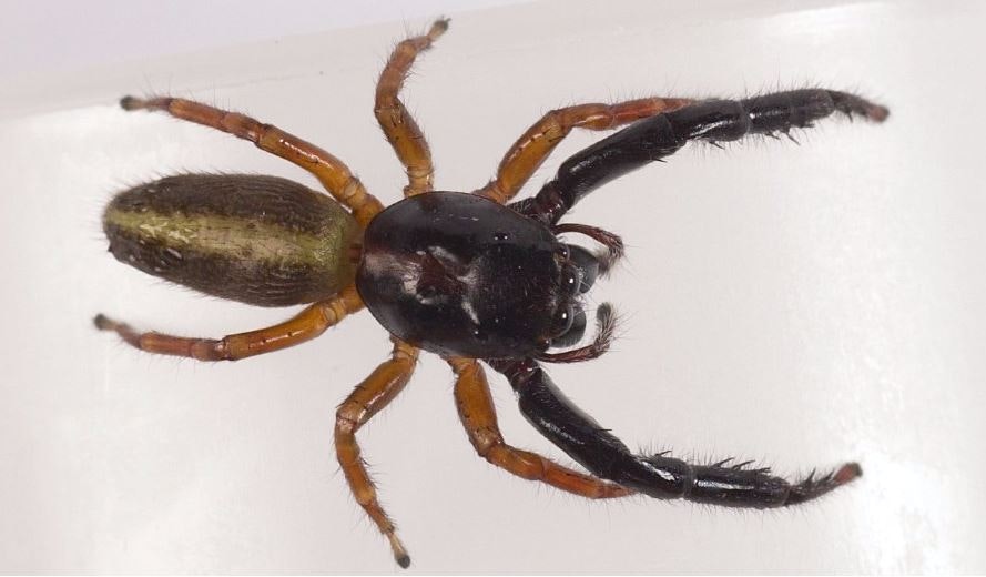 A brown and black spider on a white surface