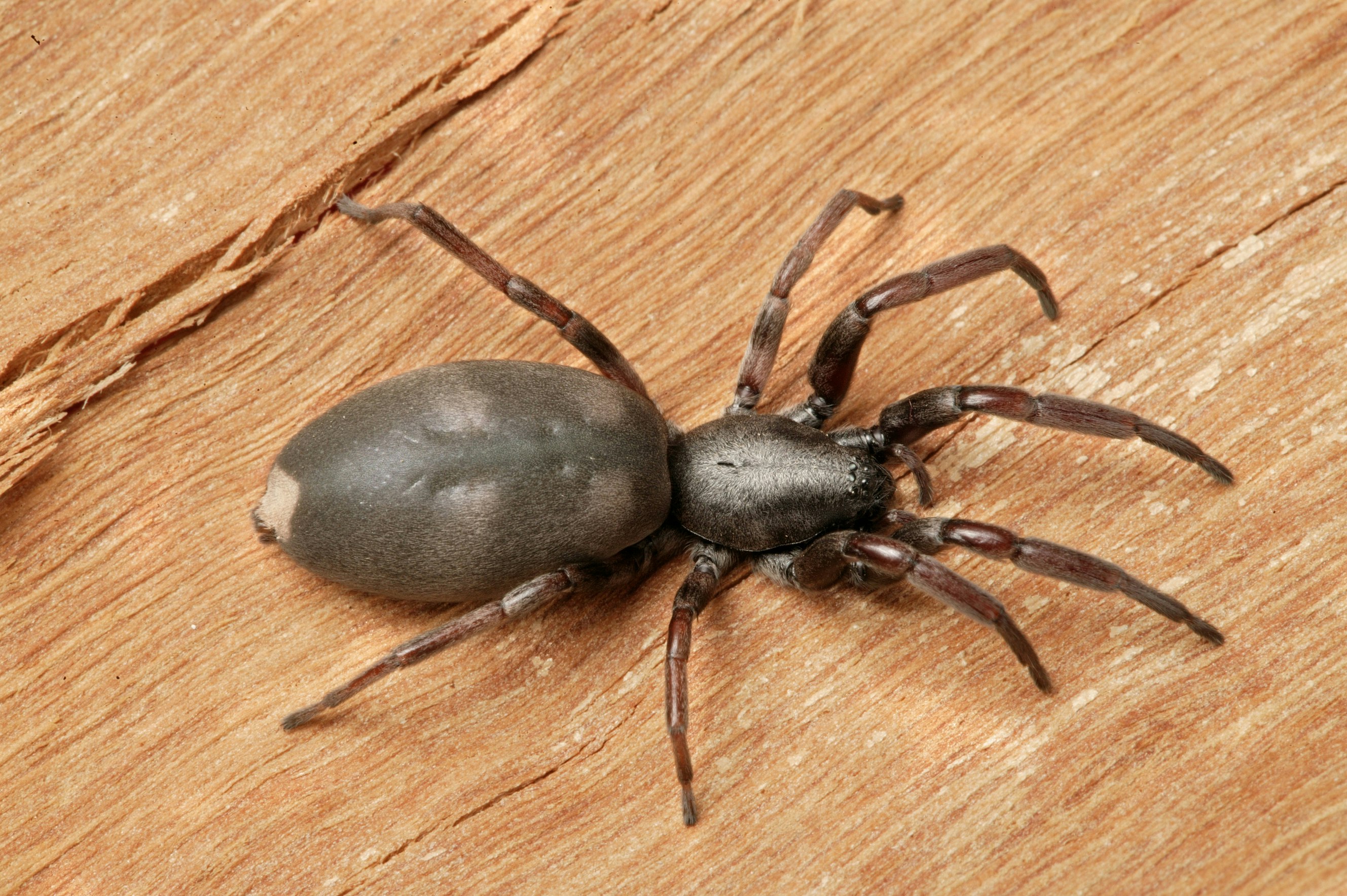 A spider with a large body and a white spot on its tail sitting on a piece of wood