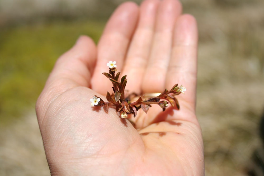 A hand holding small white flowers