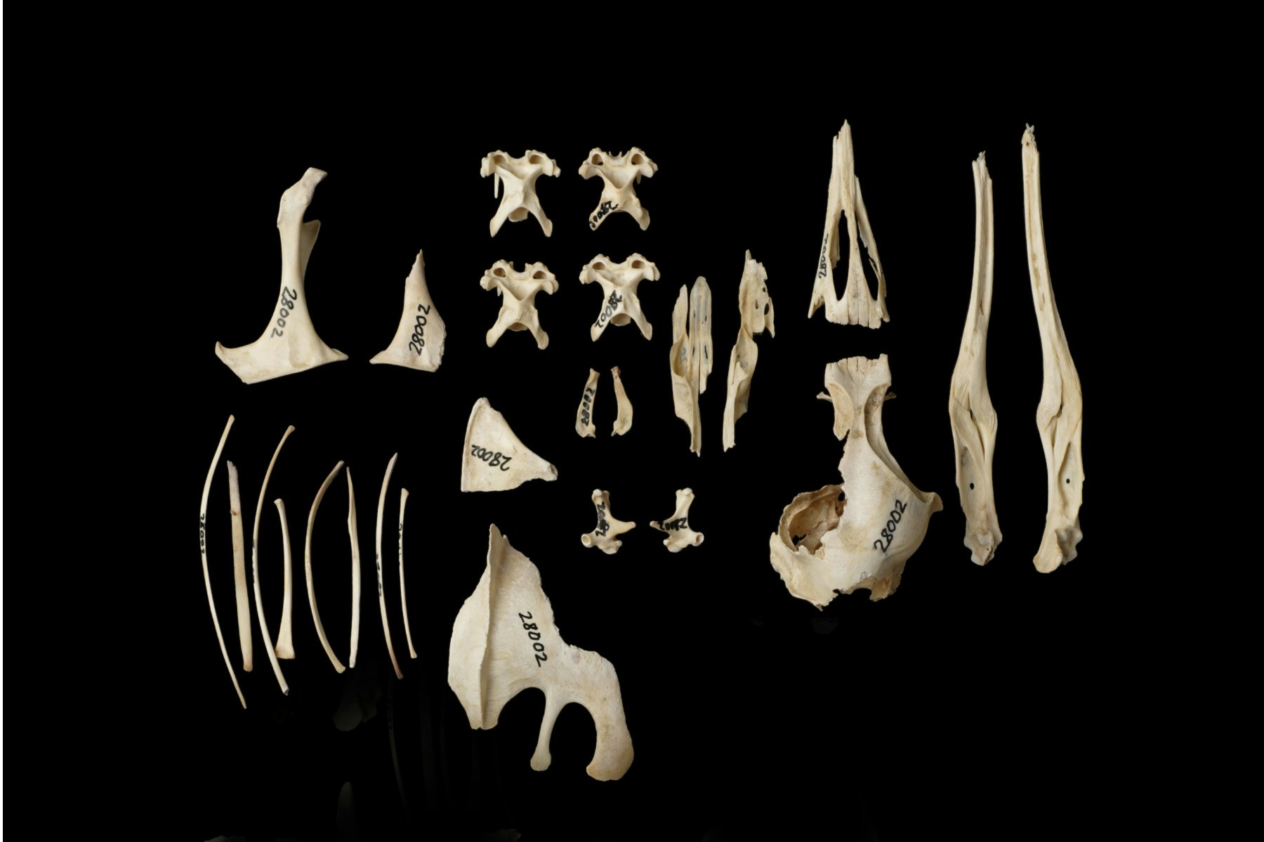 A selection of fine bones laid out on a black cloth