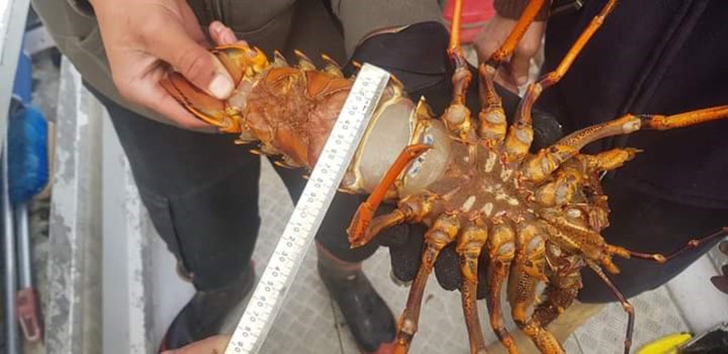 Hands holding a crayfish upside down. Someone else is holding a white ruler across the middle of the crayfish.